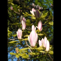 Magnolia x Soulangeana cv Lennel (fam Magnoliacees) (3)